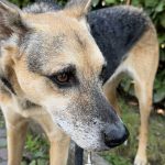 Cachorra encontra bebê abandonado em saco de lixo