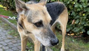 Cachorra encontra bebê abandonado em saco de lixo