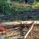 Idoso morre atingido por árvore enquanto fazia corte em área rural