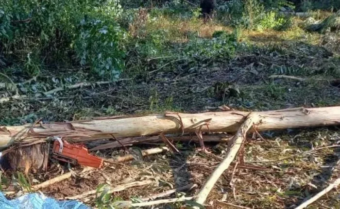Idoso morre atingido por árvore enquanto fazia corte em área rural