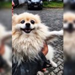 Lulu da Pomerânia é furtado, colocado à venda e recuperado pela Polícia