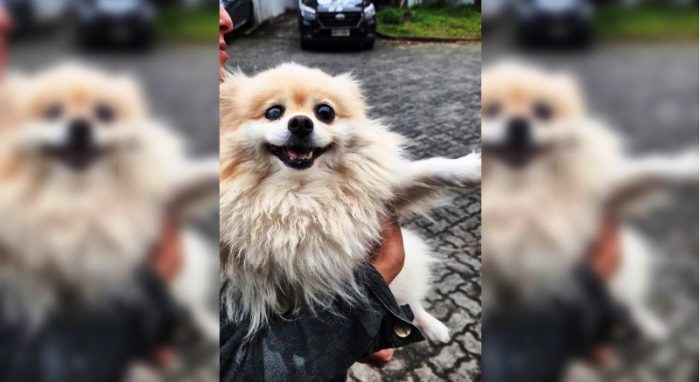 Lulu da Pomerânia é furtado, colocado à venda e recuperado pela Polícia