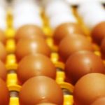 Cidade de SC produz mais de um quarto dos ovos em todo o estado; saiba qual