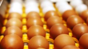 Cidade de SC produz mais de um quarto dos ovos em todo o estado; saiba qual