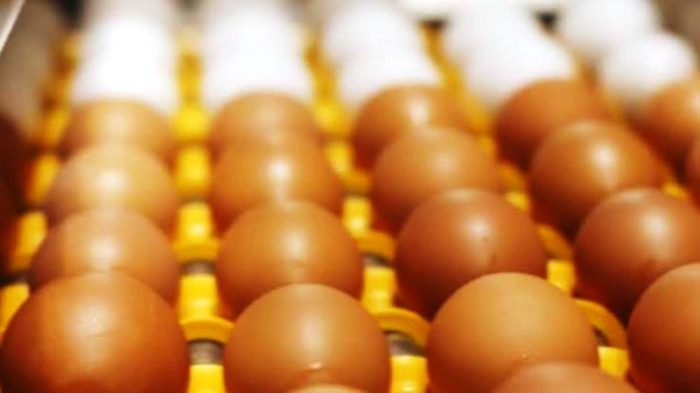 Cidade de SC produz mais de um quarto dos ovos em todo o estado; saiba qual